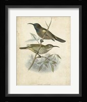 Antique Gould Hummingbird IV Fine Art Print