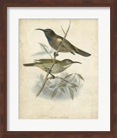 Antique Gould Hummingbird IV Fine Art Print