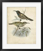 Antique Gould Hummingbird IV Fine Art Print