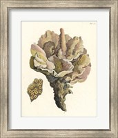 Antique Coral III Fine Art Print