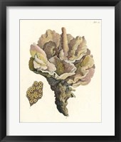 Antique Coral III Fine Art Print