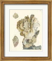 Antique Coral IV Fine Art Print