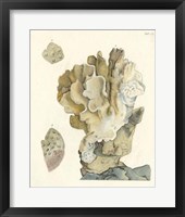 Antique Coral IV Fine Art Print