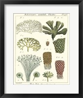 Coral Classification I Fine Art Print