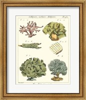 Coral Classification II Fine Art Print
