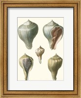 Volute Shells, Pl.390 Fine Art Print