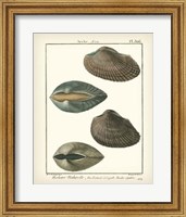 Arche Shells, Pl.306 Fine Art Print