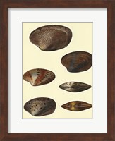 Venus Shells, Pl.281 Fine Art Print