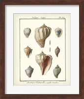 Volute Shells, Pl.384 Fine Art Print