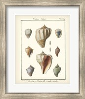 Volute Shells, Pl.384 Fine Art Print