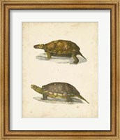 Turtle Duo I Fine Art Print