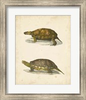 Turtle Duo I Fine Art Print