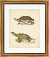 Turtle Duo II Fine Art Print