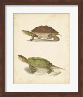 Turtle Duo II Fine Art Print