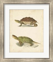 Turtle Duo II Fine Art Print