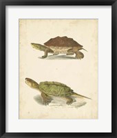 Turtle Duo II Fine Art Print