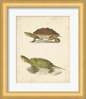 Turtle Duo II Fine Art Print