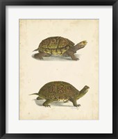 Turtle Duo III Fine Art Print