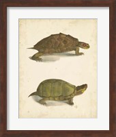 Turtle Duo IV Fine Art Print