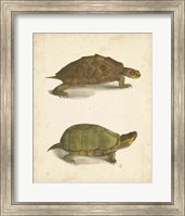 Turtle Duo IV Fine Art Print