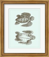 Loggerhead Turtles I Fine Art Print