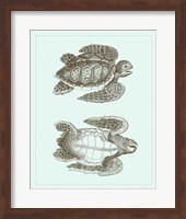 Loggerhead Turtles I Fine Art Print