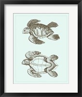 Loggerhead Turtles II Fine Art Print