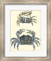 Antique Blue Crabs II Fine Art Print
