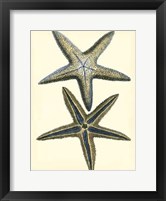 Antique Blue Starfish I Framed Print