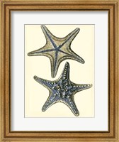Antique Blue Starfish II Fine Art Print