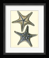 Antique Blue Starfish II Framed Print