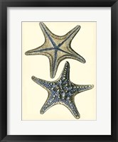 Antique Blue Starfish II Framed Print