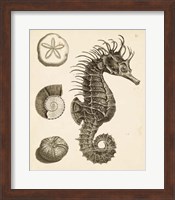 Seahorse Study I Fine Art Print