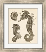 Seahorse Study II Fine Art Print