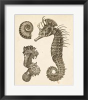 Seahorse Study II Fine Art Print