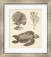 Sea Turtle Study I Fine Art Print
