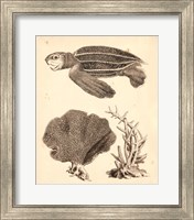 Sea Turtle Study II Fine Art Print