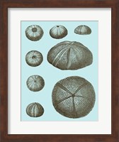 Tinted Shells on Aqua II Fine Art Print