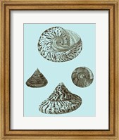 Tinted Shells on Aqua IV Fine Art Print