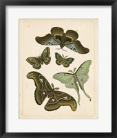 Antique Entomology II Framed Print