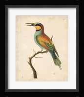 Tropical Bird I Fine Art Print