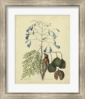 Bird & Botanical II Fine Art Print