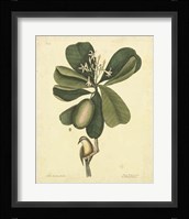 Bird & Botanical III Fine Art Print