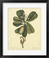 Bird & Botanical III Fine Art Print