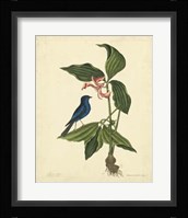Bird & Botanical IV Fine Art Print