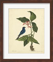 Bird & Botanical IV Fine Art Print