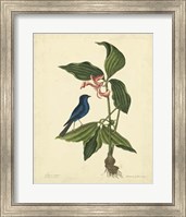 Bird & Botanical IV Fine Art Print