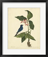 Bird & Botanical IV Fine Art Print
