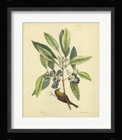 Bird & Botanical V Fine Art Print