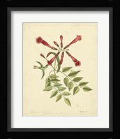 Bird & Botanical VI Fine Art Print